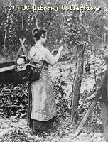 Hop picking, late 19th century